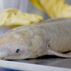 Natur macht Geschichte / Luft